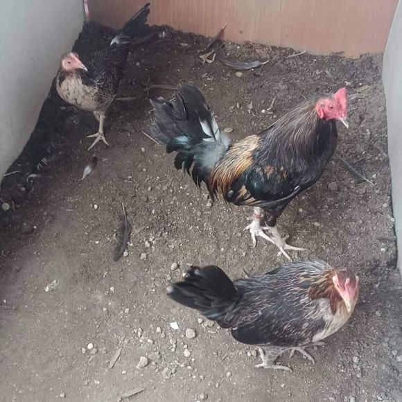 Meet your Posher, Glen - Picture 1 of 1